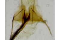 Coleophora vulpecula