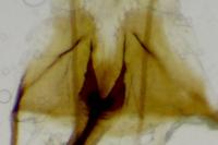 Coleophora vulpecula