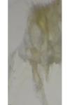 Merrifieldia spicidactyla