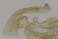 Oxyptilus propedistans