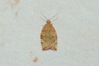 Pandemis cerasana