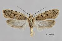 Agonopterix adspersella