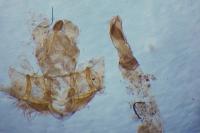 Agonopterix adspersella