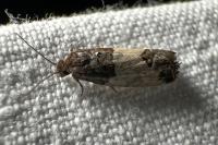 Spilonota ocellana