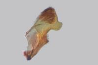 Rhyacionia pinivorana/miniatana
