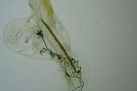 Coleophora trifolii
