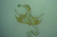 Coleophora acrisella