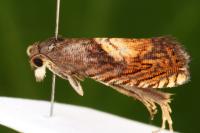 Dichrorampha heegerana