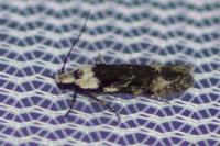 Carpatolechia decorella