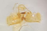 Gypsonoma aceriana