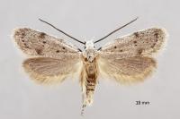Symmoca oenophila