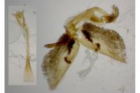 Pyropteron leucomelaenum