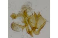 Coleophora adjunctella