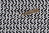 Coleophora adjunctella