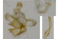 Coleophora adjunctella