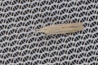 Coleophora adspersella
