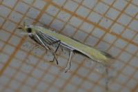 Coleophora flaviella
