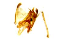 Aroga velocella