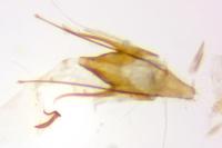 Scrobipalpula psilella
