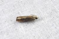 Eucosma obumbratana