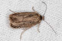 Agonopterix umbellana