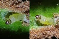 Psychoides verhuella