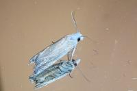 Eucosma albidulana