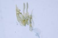 Bryotropha domestica