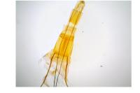 Blastobasis lacticolella