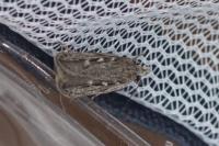 Gelechia sabinella