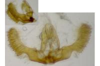 Pseudococcyx