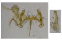 Caryocolum marmoreum marmoreum