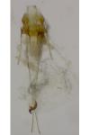 Caryocolum marmoreum marmoreum
