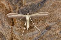 Pterophorus ischnodactylus