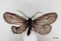 Heterogynis penella