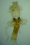 Haplochrois ochraceella