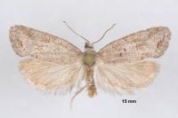 Cnephasia bizensis