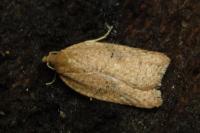 Acleris ferrugana