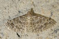 Alucita desmodactyla