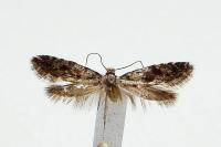 Nemapogon granellus