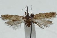 Bryotropha terrella