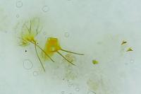 Stomopteryx detersella