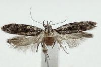 Psoricoptera speciosella