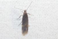 Oxypteryx