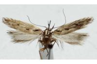 Stomopteryx detersella