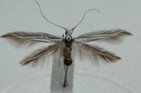 Coleophora pennella
