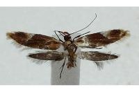 Epicallima formosella