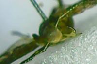 Aproaerema albifrontella