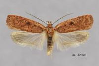Agonopterix scopariella