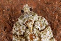 Acleris literana
